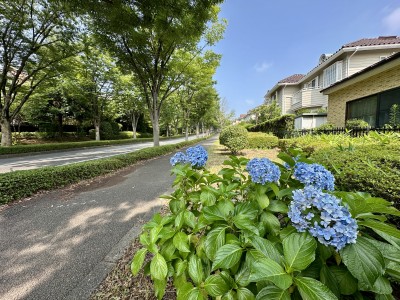 アジサイ20250709